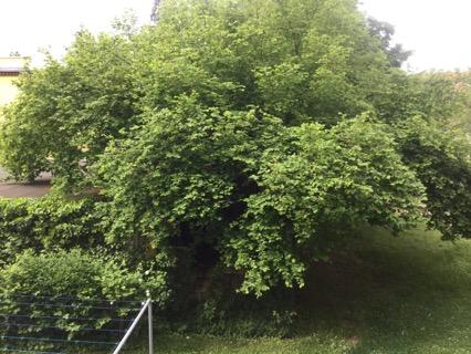 Schöne 3 Zimmerwohnung mit Balkon sucht Nachmieter - Photo 2