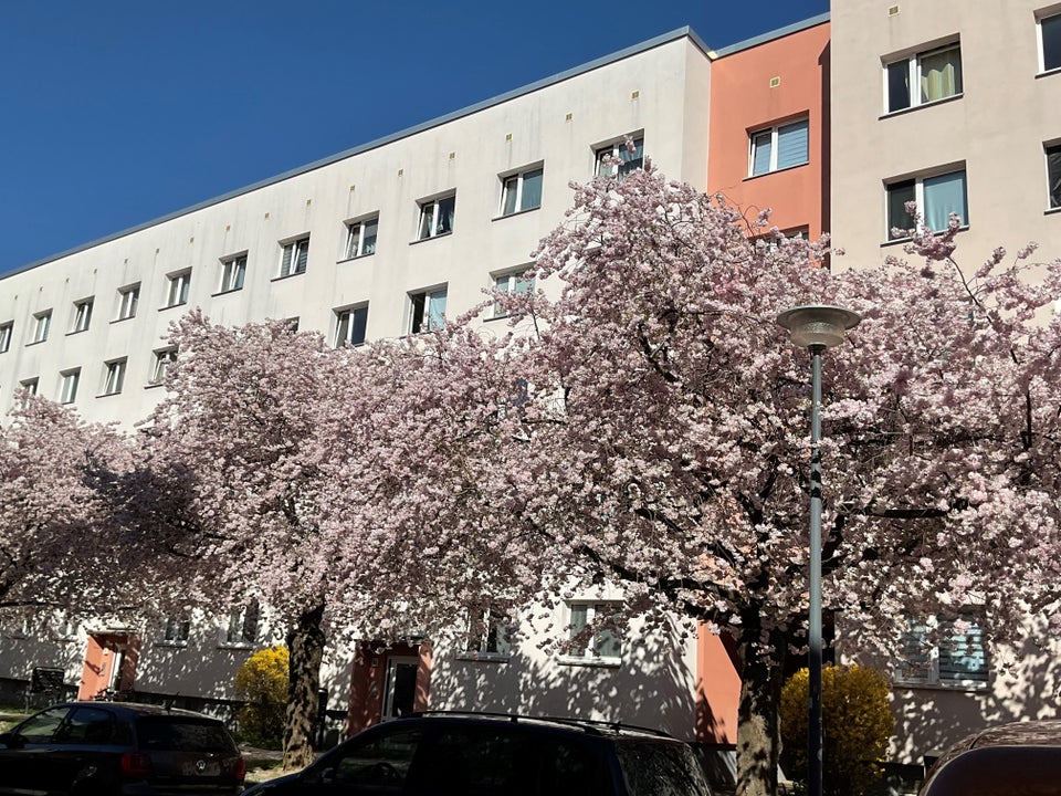 Schon gesehen? Hübsche 3-Raum-Wohnung sucht Nachmieter! - Photo 2